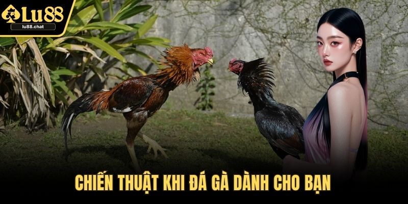Chiến thuật khi đá gà dành cho bạn 